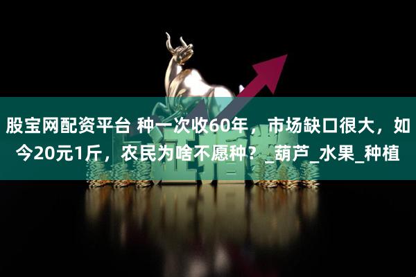 股宝网配资平台 种一次收60年，市场缺口很大，如今20元1斤，农民为啥不愿种？_葫芦_水果_种植